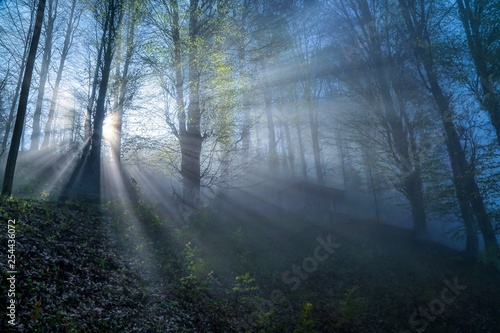 sunlight illuminating the forest.trabzon