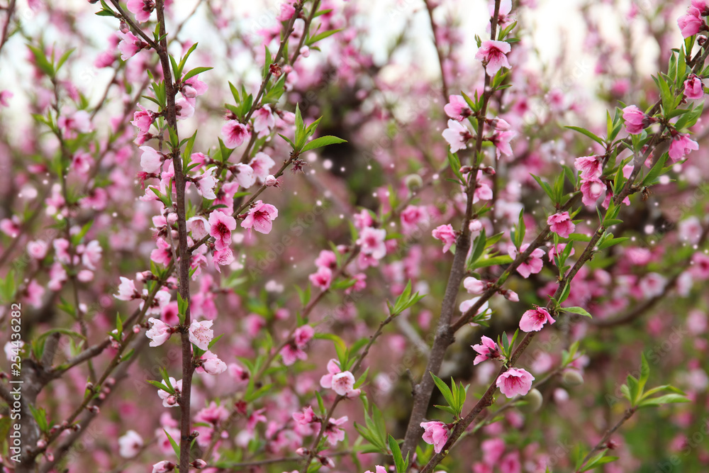 background of spring blossom tree with pink beautiful flowers. selective focus background of spring blossom tree with pink beautiful flowers. selective focus