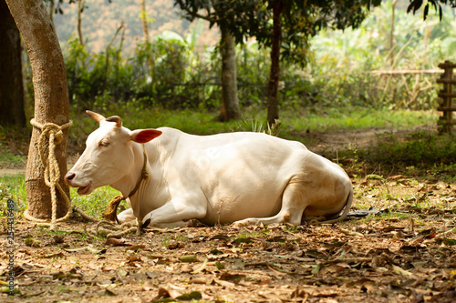 Indian white cow zebu lies peacefully in the rainforest.