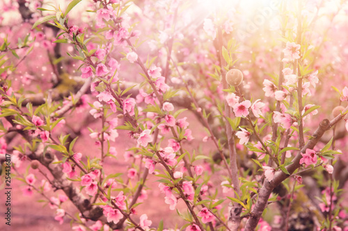 Wallpaper Mural background of spring blossom tree with pink beautiful flowers. selective focus Torontodigital.ca