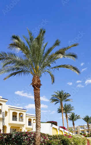 Terrace white color in hotel with a palm tree against blue sky.