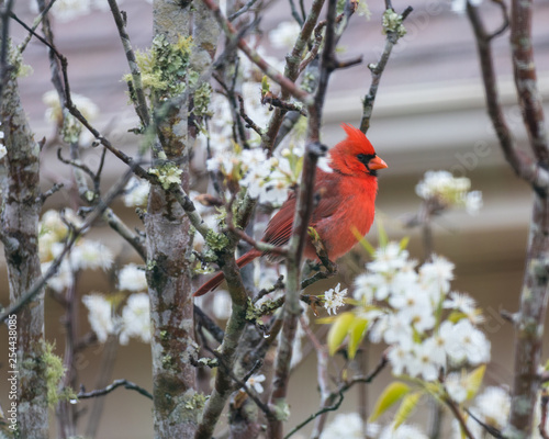 Cardinals in the Spring time