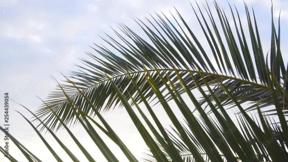 Palm branch against the sky and the rays of the sun Palm branch against the sky and the rays of the sun