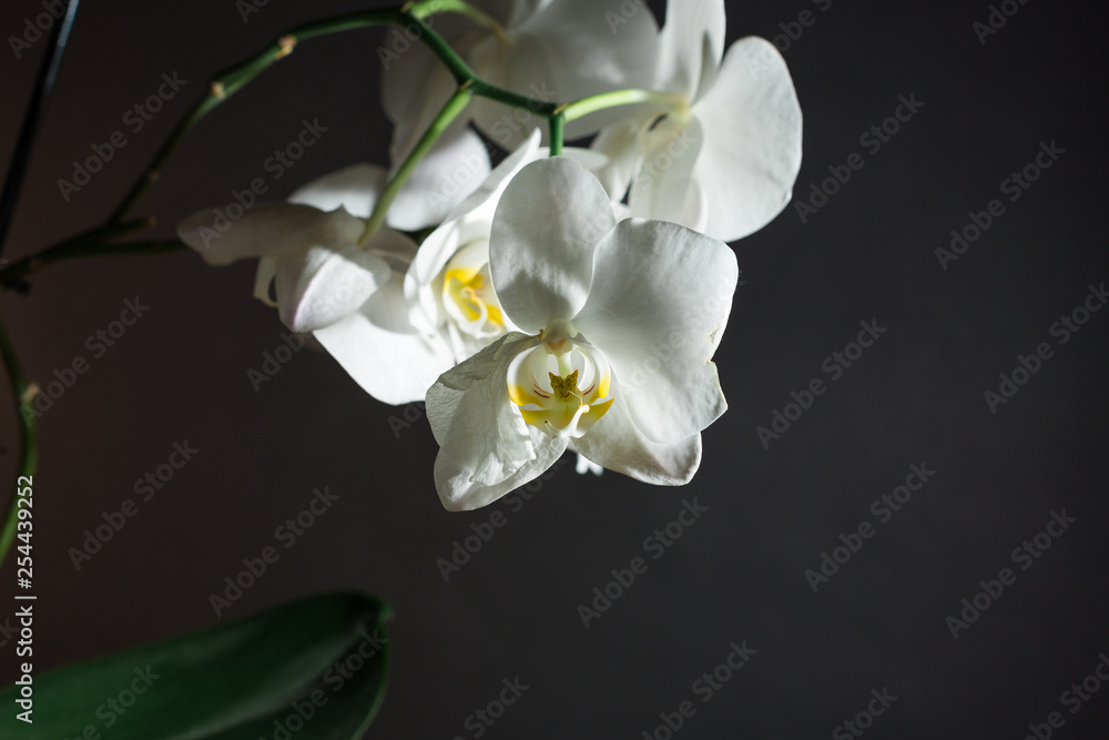 Obraz premium Orchid on black background