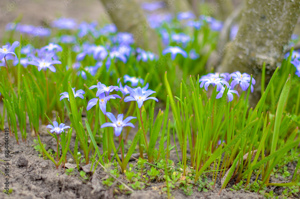 Fototapeta premium White and Purple Scilla Flowers Growing Wildly in a Field