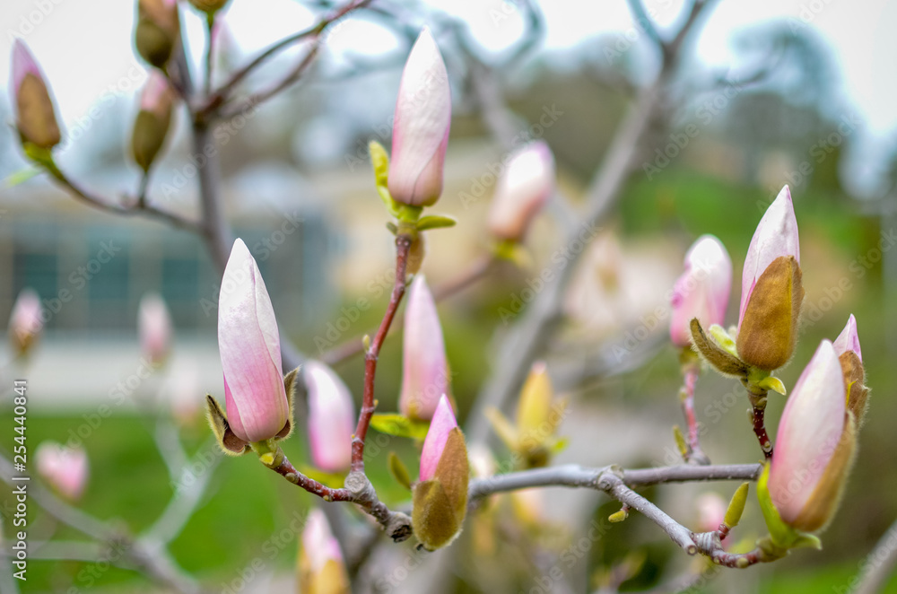 Blossoming magnolia bud in the park in spring Blossoming magnolia bud in the park in spring