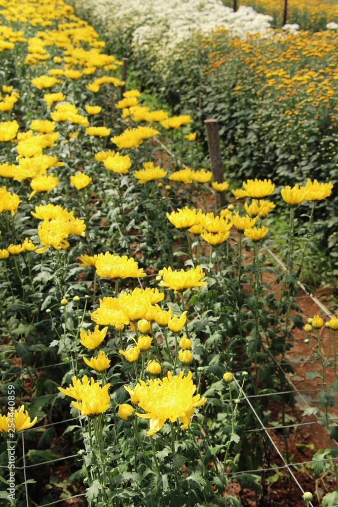 Obraz premium Chrysanthemums flower is beautiful in the garden