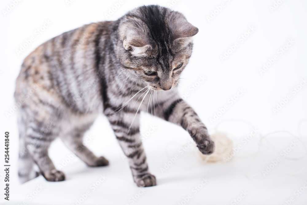 Katze hat hunger und ist neugierig Katze hat hunger und ist neugierig