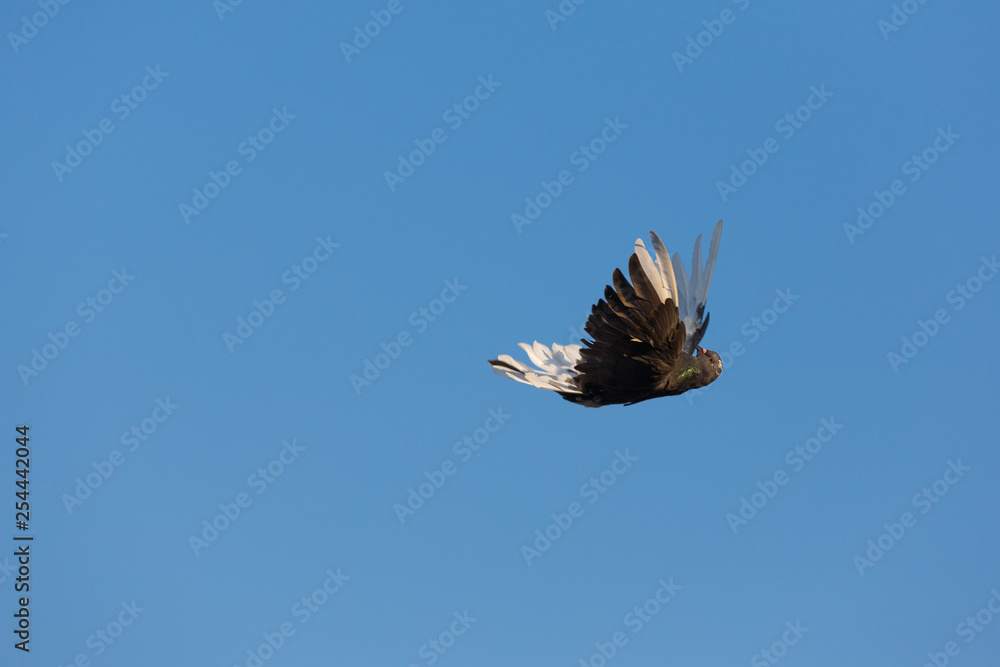 Obraz premium A tumbler pigeon in flight tumblering and rolling over in blue sky.