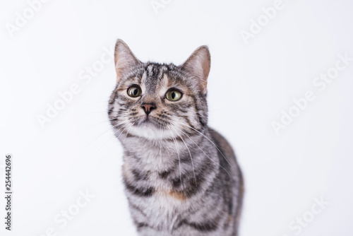 Fototapeta Naklejka Na Ścianę i Meble -  Katze hat hunger und ist neugierig