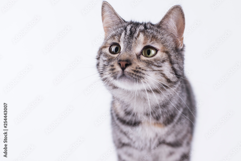 Katze hat hunger und ist neugierig Katze hat hunger und ist neugierig