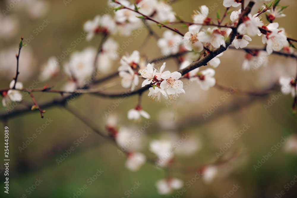 cherry blossom in spring. Branch white flowers on a yellow background, close up