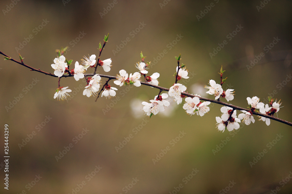 cherry blossom in spring. Branch white flowers on a yellow background, close up cherry blossom in spring. Branch white flowers on a yellow background, close up