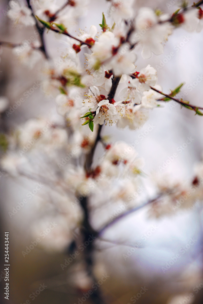 cherry blossom in spring. Branch white flowers on a yellow background, close up cherry blossom in spring. Branch white flowers on a yellow background, close up
