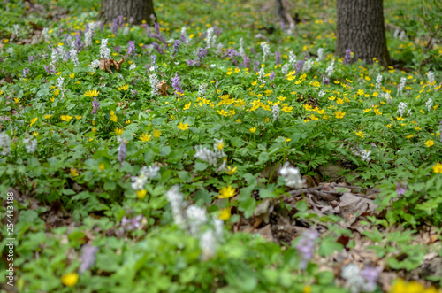 Fototapeta Naklejka Na Ścianę i Meble -  The first colorful spring flowers in wood