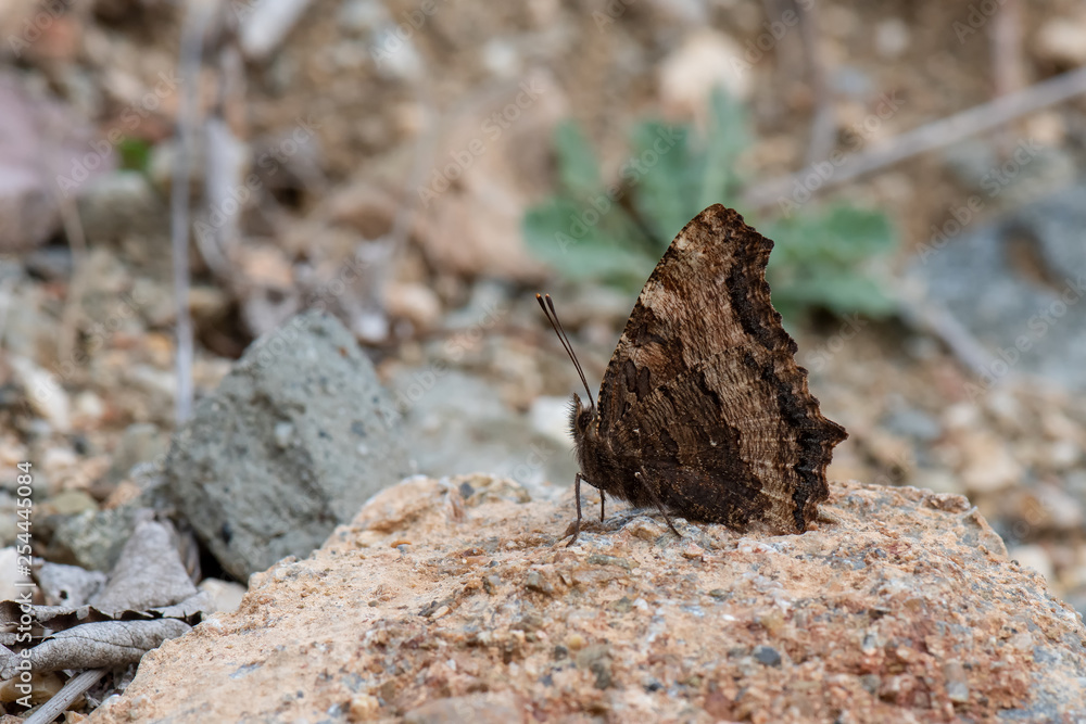 Nymphalidae / Karaağaç Nimfalisi / / Nymphalis polychloros Nymphalidae / Karaağaç Nimfalisi / / Nymphalis polychloros
