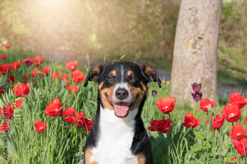 Appenzeller Sennenhund sitting in tulip flower fields