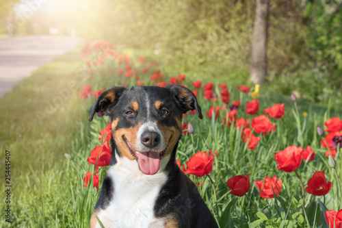 Appenzeller Sennenhund sitting in tulip flower fields