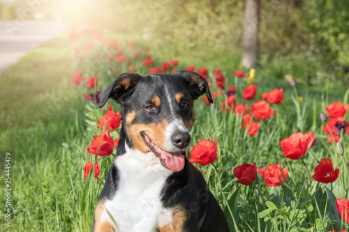Appenzeller Sennenhund sitting in tulip flower fields