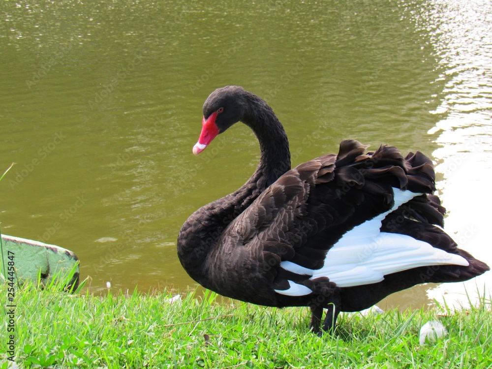 Obraz premium cisne