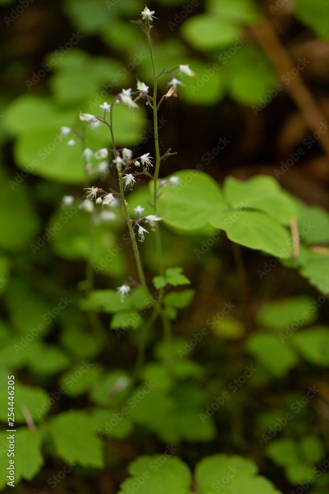 delicate tiny star shaped blooms on wildflower