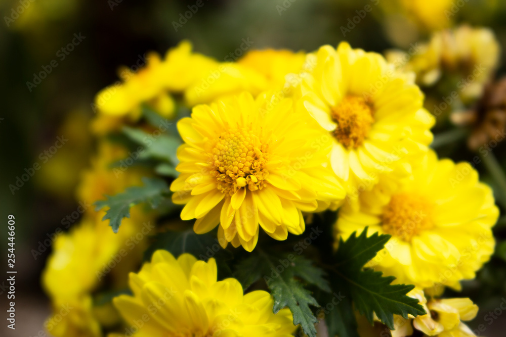 yellow flower nature background