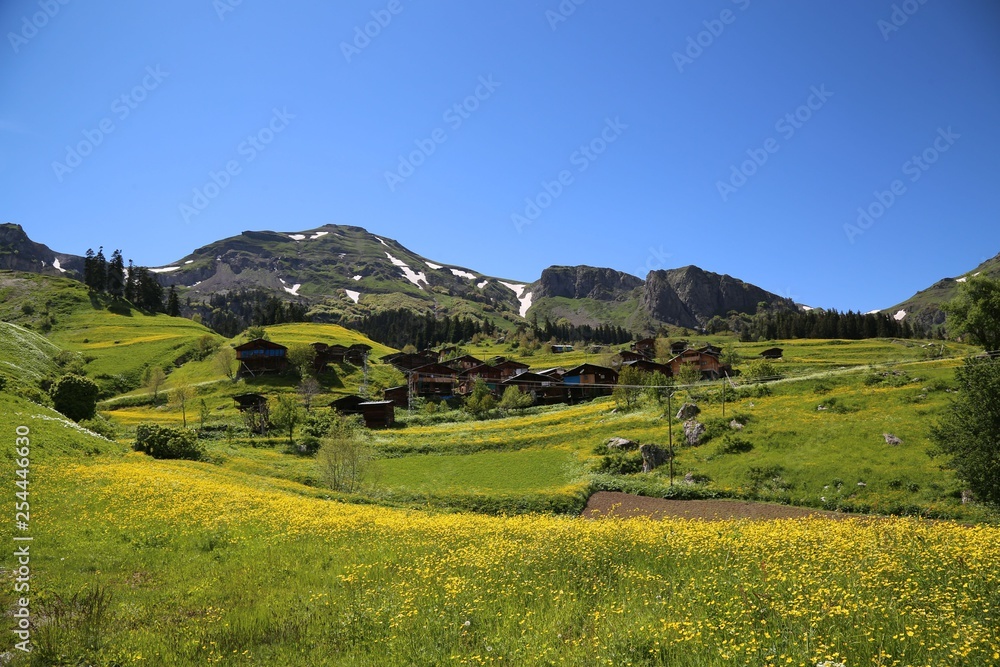 Obraz premium flowering meadows and village landscapes.savsat/artvin/turkey 