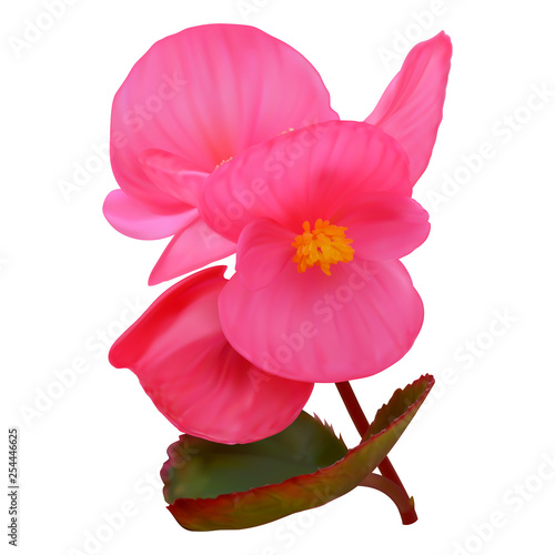 Pink begonia flowers