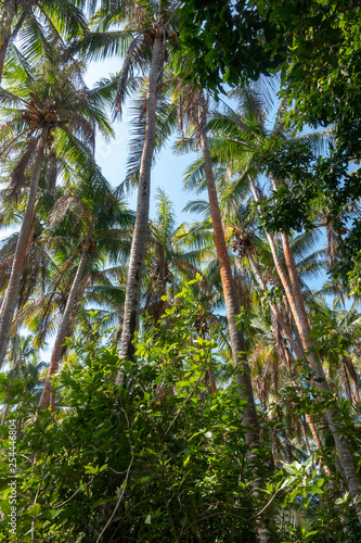 Isla Iguana Forest