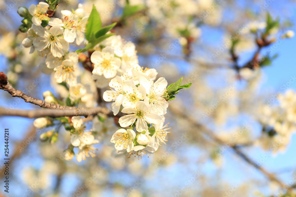 spring cherry blossom