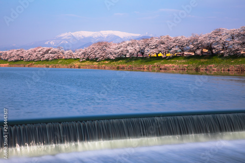 白石川堤一目千本桜