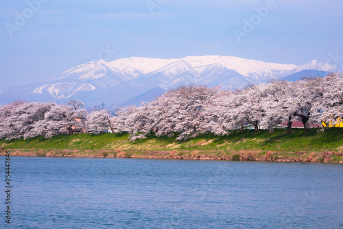 白石川堤一目千本桜