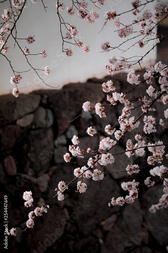 お城の桜