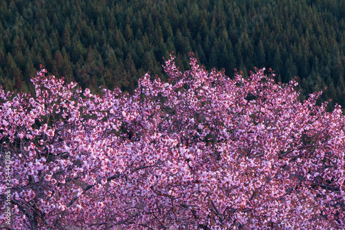 大山桜