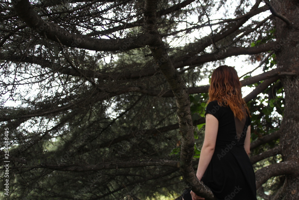 Lady having a view on the canopy of a pine tree. Lady having a view on the canopy of a pine tree.