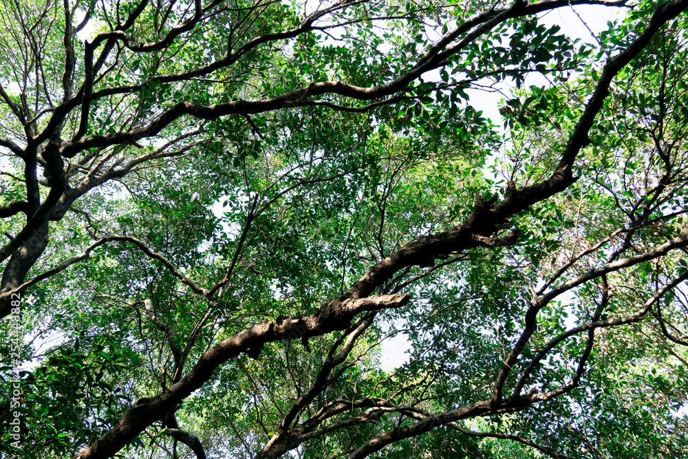 Looking from the bottom to the top of the tree to sky. Mangrove forest.