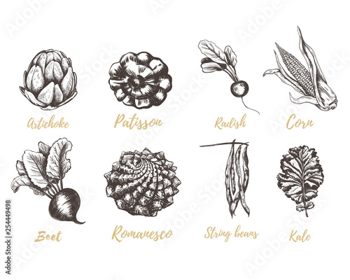Vegetable collection hand drawing vector illustration
