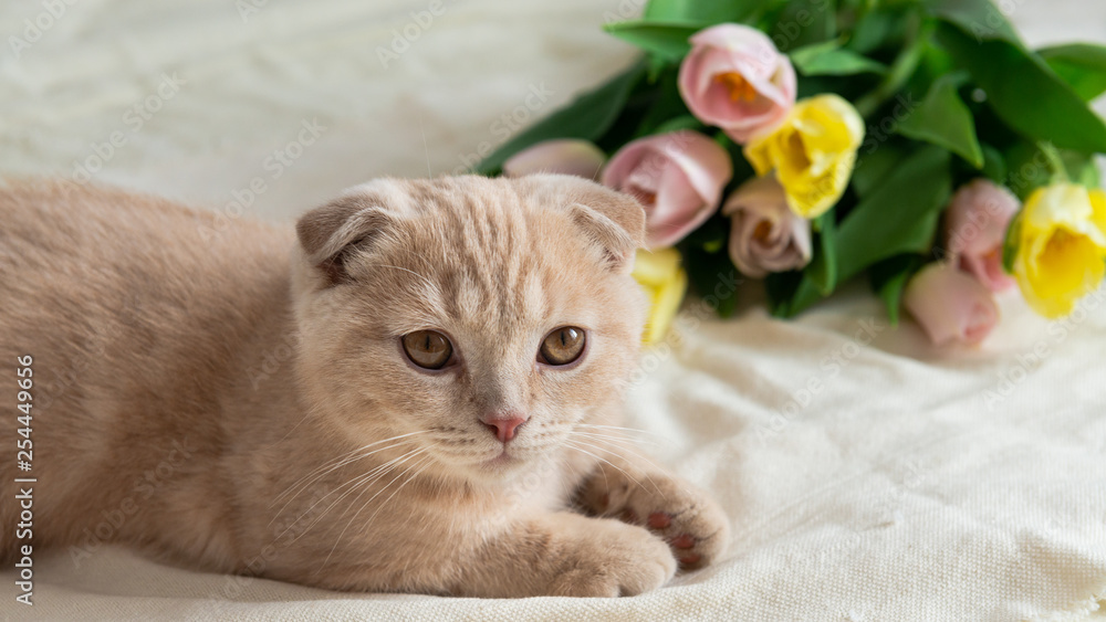 scottish fold lying near pink tulips. Kitten with flowers. Holidays happy birthday concept scottish fold lying near pink tulips. Kitten with flowers. Holidays happy birthday concept