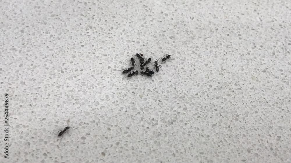 Group of ants on the kitchen table Group of ants on the kitchen table