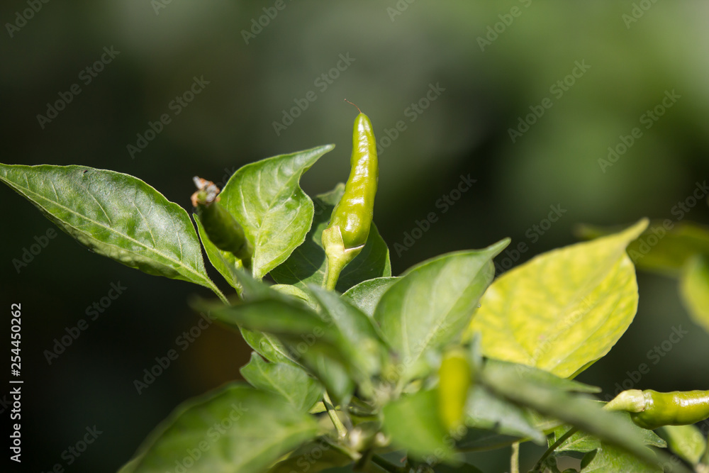 Chilli Padi or Bird's Eye Chilli Chilli Padi or Bird's Eye Chilli