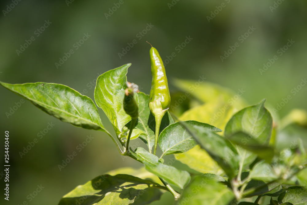 Chilli Padi or Bird's Eye Chilli Chilli Padi or Bird's Eye Chilli