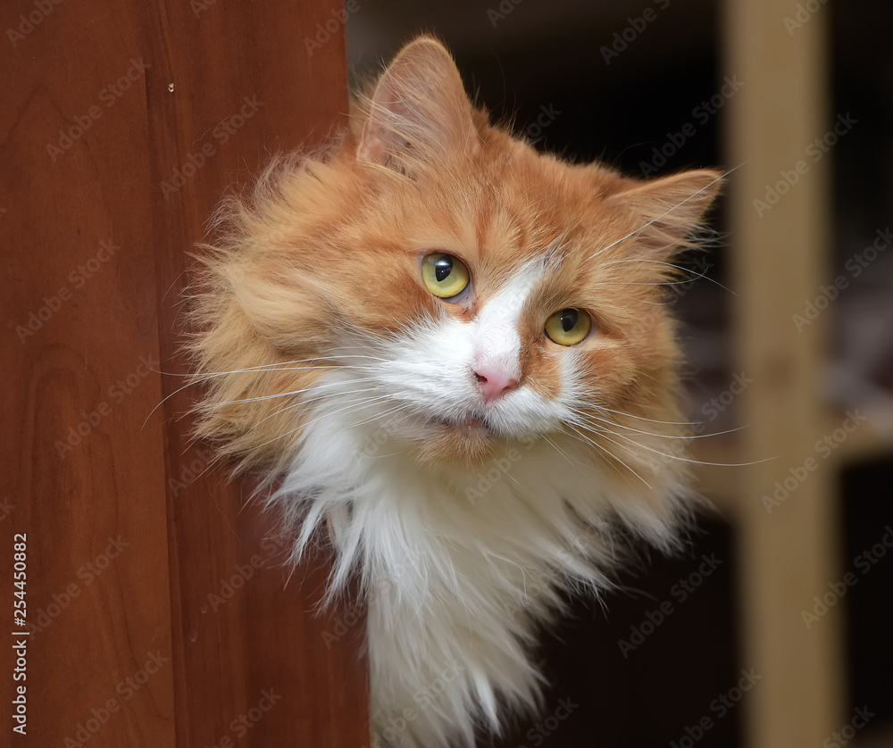 red and white fluffy cat red and white fluffy cat
