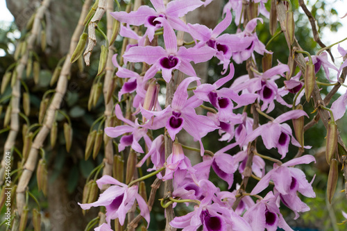 Orchid flowers, the Dendrobium anosmum growing  up high on a tree in the garden. Many of them, the full bloom, are on selective focus with background blurred and bokeh. photo