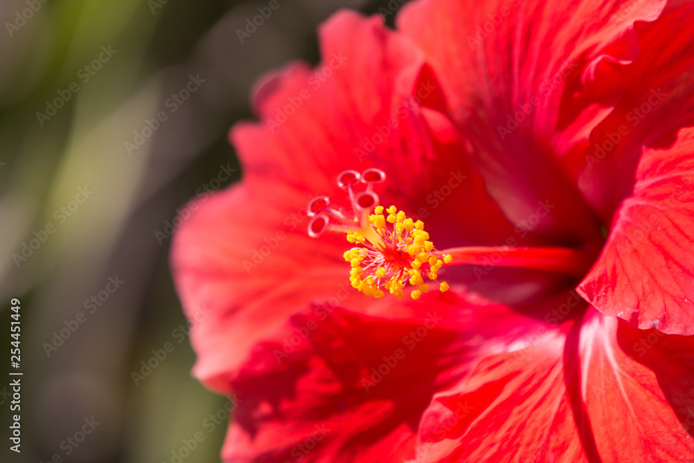 Close up of red Hibiscus rosa-sinensis Close up of red Hibiscus rosa-sinensis