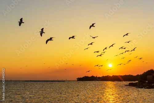 The seagulls are flying back to the nest during sunset © Thapanon Phoonchai