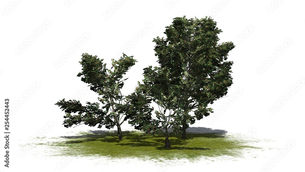 Fototapeta premium a group of American Holly shrubs on a green area - isolated on white background