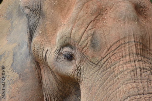 oeil d'elephant