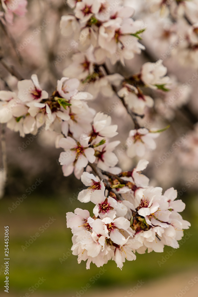 Almond trees in bloom before spring arrives in Madrid Almond trees in bloom before spring arrives in Madrid