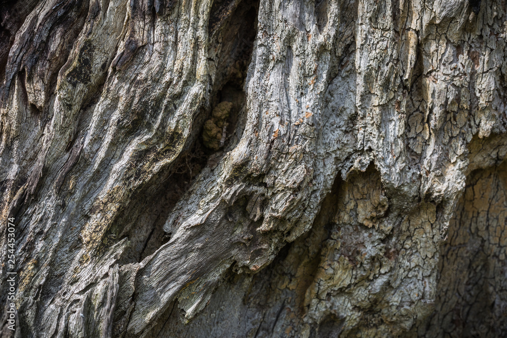 Close up of Old Patterned wood of firewood texture, abstract nature dark background. Close up of Old Patterned wood of firewood texture, abstract nature dark background.