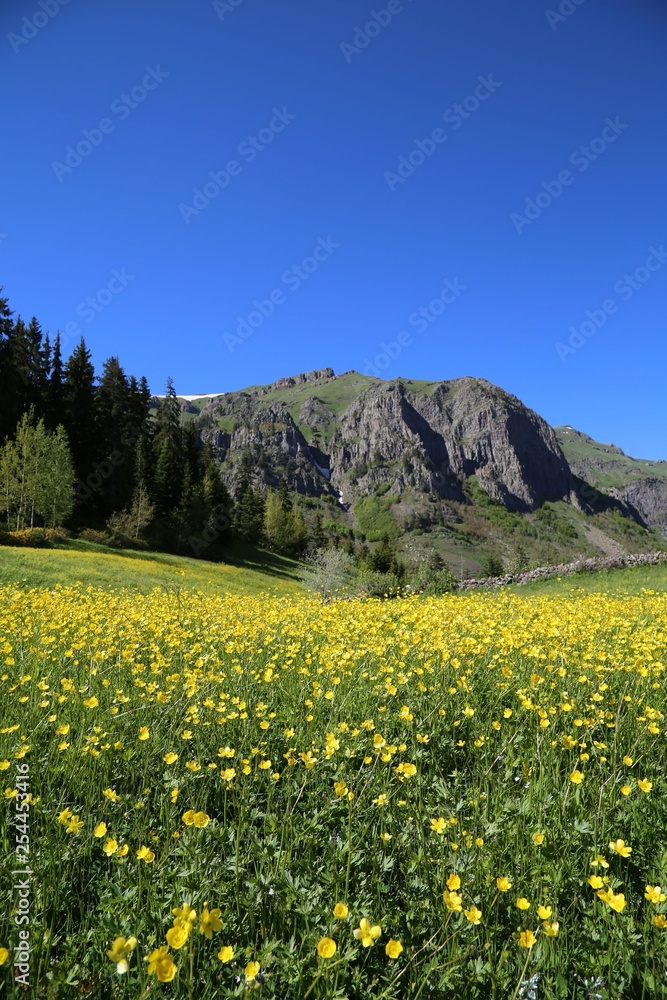 flowering meadows and village landscapes.savsat/artvin/turkey flowering meadows and village landscapes.savsat/artvin/turkey
